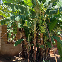 фото из отзыва ID 2262124