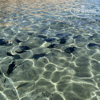 фото из отзыва ID 2263709