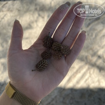 фото из отзыва ID 2263880