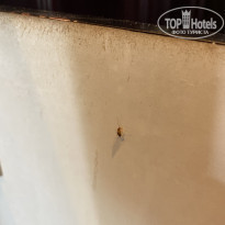 фото из отзыва ID 2264008