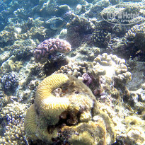 фото из отзыва ID 2264533