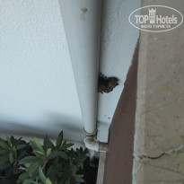 фото из отзыва ID 2266633