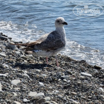 фото из отзыва ID 2267273