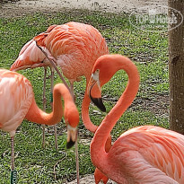 фото из отзыва ID 2267977
