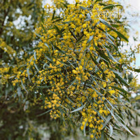 фото из отзыва ID 2269032