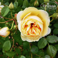 фото из отзыва ID 2269075