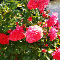 фото из отзыва ID 2269075