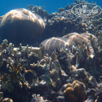 фото из отзыва ID 2270354