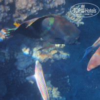 фото из отзыва ID 2270354