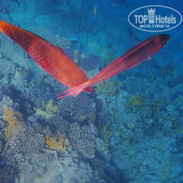 фото из отзыва ID 2270354