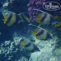 фото из отзыва ID 2270354