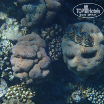 фото из отзыва ID 2270354