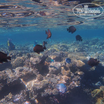 фото из отзыва ID 2270354