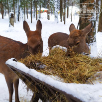 фото из отзыва ID 2270745