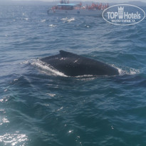 фото из отзыва ID 2271403