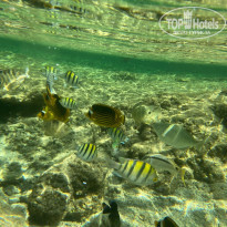 фото из отзыва ID 2271994