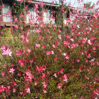 фото из отзыва ID 2273832