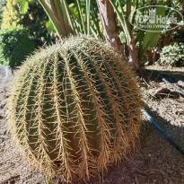 фото из отзыва ID 2273900