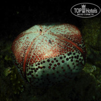 фото из отзыва ID 2274546