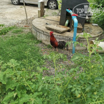 фото из отзыва ID 2274556