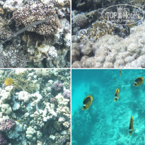 фото из отзыва ID 2275339