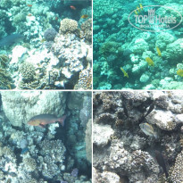 фото из отзыва ID 2275339