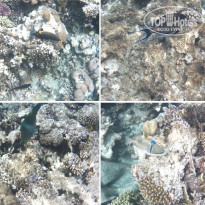 фото из отзыва ID 2275339