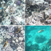 фото из отзыва ID 2275339