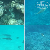 фото из отзыва ID 2275339