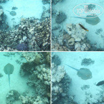 фото из отзыва ID 2275339