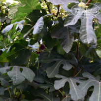 фото из отзыва ID 2276036