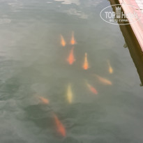 фото из отзыва ID 2276349