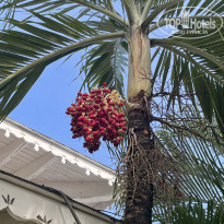 фото из отзыва ID 2277184