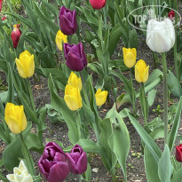 фото из отзыва ID 2277296