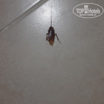 фото из отзыва ID 2277839