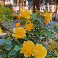 фото из отзыва ID 2278000