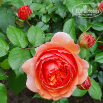 фото из отзыва ID 2278000