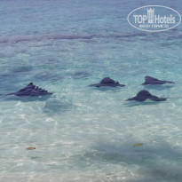 фото из отзыва ID 2278170