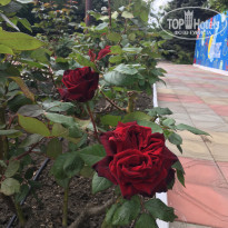 фото из отзыва ID 2279025