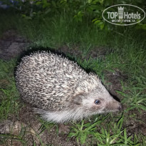 фото из отзыва ID 2279487