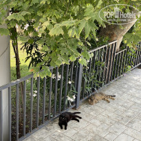 фото из отзыва ID 2282215