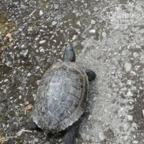 фото из отзыва ID 2283644