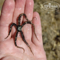 фото из отзыва ID 2285795