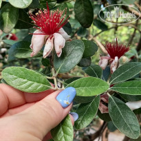 фото из отзыва ID 2286054