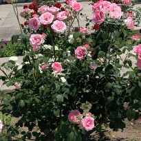 фото из отзыва ID 2287033
