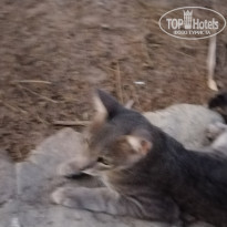 фото из отзыва ID 2287681