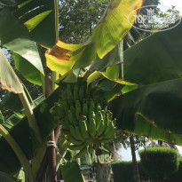 фото из отзыва ID 2287927