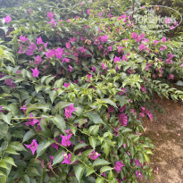 фото из отзыва ID 2289066