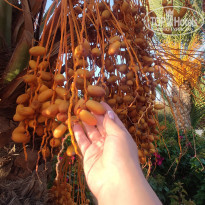 фото из отзыва ID 2290924