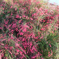 фото из отзыва ID 2290924